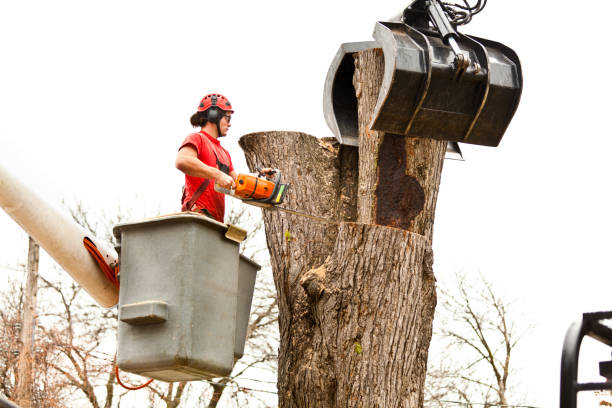 Best Tree Fertilization  in Marion, TX